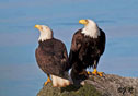 Haliaeetus leucocephalus